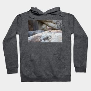 Eared Dove at Casibari Aruba Hoodie